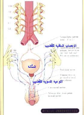 penile anatomy