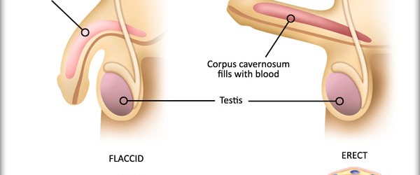 Blood-pressure-and-erectile Blood-pressure-and-erectile