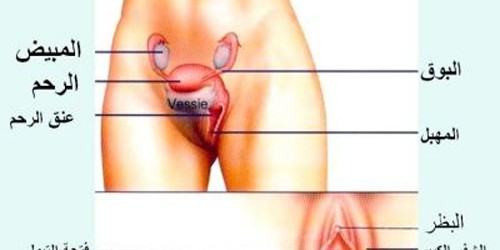 Explain the vagina female Explain the vagina female