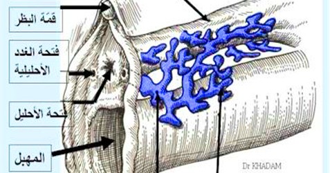 Hymen-chastity-Guide
