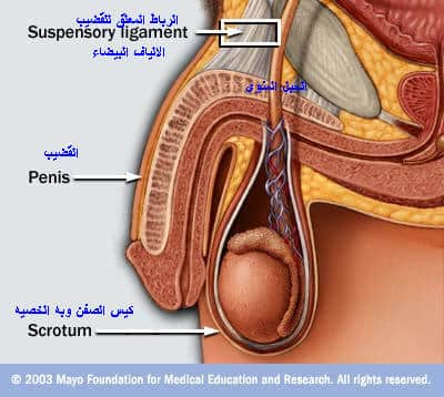 penile elongation